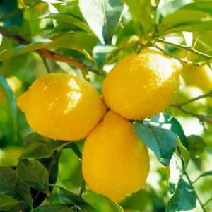 Саджанці лимону