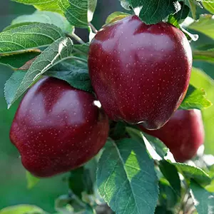 Саджанці яблуні