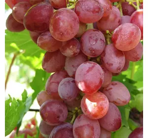 Саджанці винограду «Джин» - 2-річний Садовий Розмай (шт)