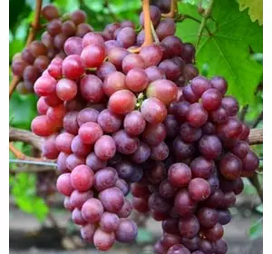 Саджанці винограду «Сенатор» Садовий Розмай (шт)