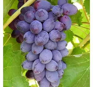Саджанці винограду «Юпітер» — 2-річний Садовий Розмай (шт)