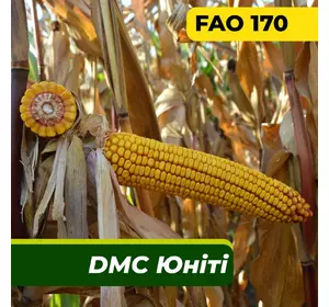 Насіння кукурудзи ДМС Юніті, ФАО 170 Маїс Дніпро (80 000 насінин)
