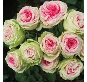 Саджанці троянд «Ла Бель» (чайно-гібридних) ЗКС Садовий Розмай (шт)