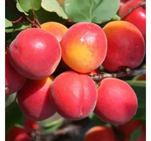 Саджанці абрикоса «Біг-Ред» (Big Red) — 2-річний Садовий Розмай (шт)