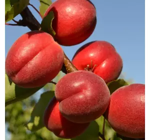 Саджанці абрикоса «Рубіста» (Rubista) — 2-річний Садовий Розмай (шт)