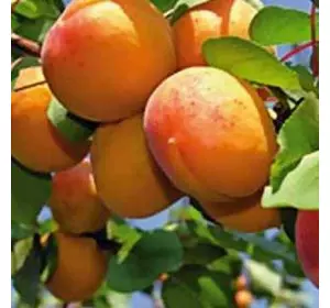 Саджанці абрикоса «Ківський ранній» — 2-річний Садовий Розмай (шт)