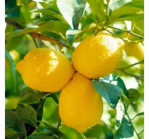 Саджанці лимона «Павловський» - 1-річний Садовий Розмай (шт)