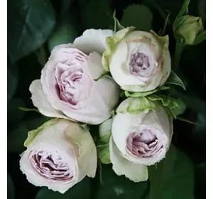 Саджанці троянд «Сільвер Лейс» (бордюрних) ЗКС Садовий Розмай (шт)