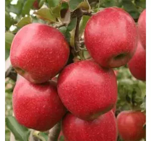 Саджанці яблуні «Джонаголд Декоста» — 1-річний Садовий Розмай (шт)
