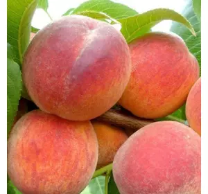 Саджанці персика «Ред-Хевен» — 1-річний Садовий Розмай (шт)