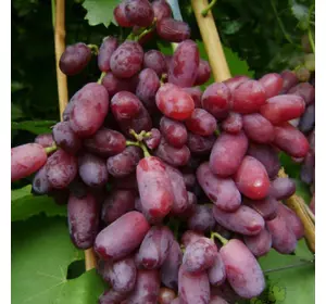 Саджанці винограду «Нащадок Різамата» — 2-річний Садовий Розмай (шт)