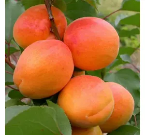 Саджанці абрикоса «Фарбелі» (Farbaly) — 2-річний Садовий Розмай (шт)