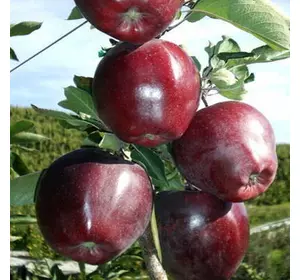 Саджанці яблуні «Джероміні» — 1-річний Садовий Розмай (шт)