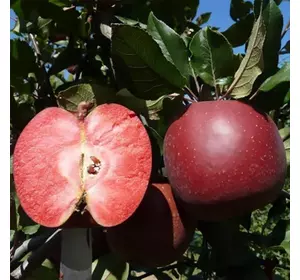 Саджанці яблуні червоном'ясої «Розетті» (Rosette)) — 2-річний Садовий Розмай (шт)