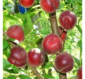 Саджанці персика «Екстрім 6» — 1-річний Садовий Розмай (шт)