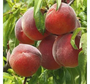 Саджанці персика «Лаурол» — 1-річний Садовий Розмай (шт)