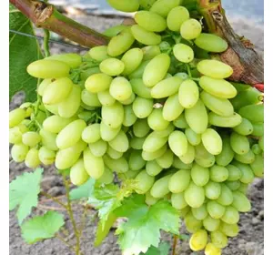 Саджанці винограду «Століття» — 2-річний Садовий Розмай (шт)