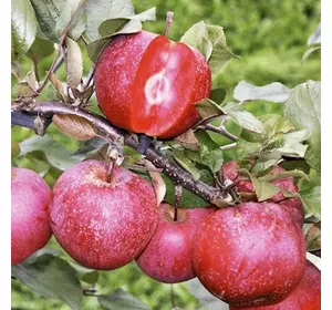 Саженці яблуні червоном'ясої «Скарлет Сюрпрайз»— 1-річний Садовий Розмай (шт)