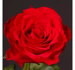 Саджанці троянд «Хот Блад» (чайно-гібридних) ЗКС Садовий Розмай (шт)