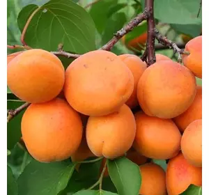 Саджанці абрикоса «Харгранд» - 1-річний Садовий Розмай (шт)