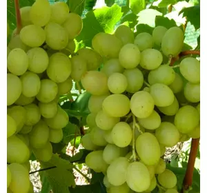 Саджанці винограду «Конвалія» - 2-річний Садовий Розмай (шт)