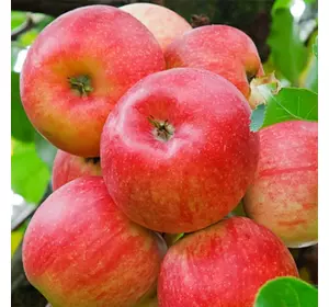 Саджанці яблуні «Хоней Крисп» — 1-річний Садовий Розмай (шт)