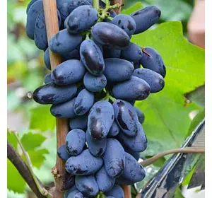 Саджанці винограду «Байконур» - 2-річний Садовий Розмай (шт)