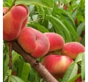 Саджанці інжирного персика «Нікітський» — 2-річний Садовий Розмай (шт)