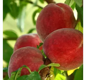 Саджанці персика «Флемінг Ф'юрі» — 1-річний Садовий Розмай (шт)