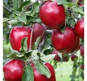 Саджанці яблуні «Старкрімсон» — 2-річний Садовий Розмай (шт)