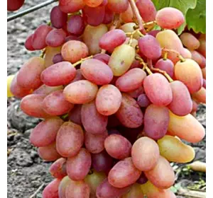 Саджанці винограду «Ювілей Новочеркаська» — 2-річний Садовий Розмай (шт)