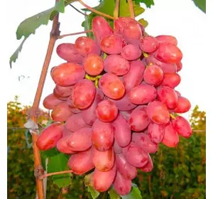 Саджанці винограду «Переображення» — 2-річний Садовий Розмай (шт)