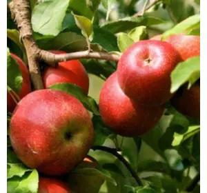 Саджанці яблуні «Ерлі Женева» (Early Geneva) — 1-річний Садовий Розмай (шт)