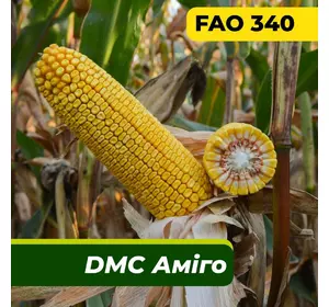 Насіння кукурудзи ДМС Аміго, ФАО 340 Маїс Дніпро (80 000 насінин)