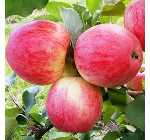 Саджанці яблуні «Слава Переможцям» — 1-річний Садовий Розмай (шт)