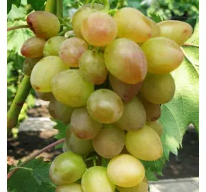 Саджанці винограду «Багровий» - 2-річний Садовий Розмай (шт)