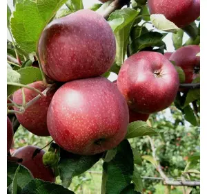 Саджанці яблуні «Флоріна» — 1-річний Садовий Розмай (шт)