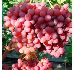Саджанці винограду «Червоний палець» - 2-річний Садовий Розмай (шт)