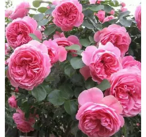 Саджанці троянд «Леонардо да Вінчі» (англійських піоноподібних) - рожево-червоного кольору Садовий Розмай (шт)