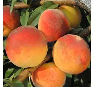 Саджанці персика «Топ Світ Т5» — 1-річний Садовий Розмай (шт)