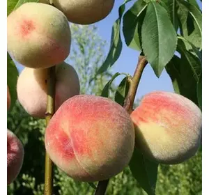 Саджанці персика «Грінсбір» — 1-річний Садовий Розмай (шт)