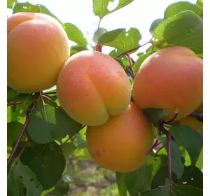 Саджанці абрикоса «Мелітопольський ранній» - 1-річний Садовий Розмай (шт)