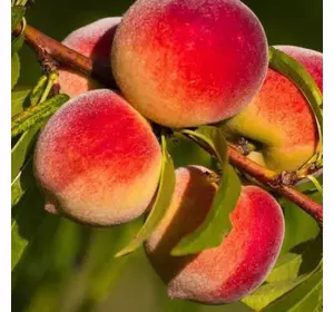 Саджанці персика «Кординал» — 1-річний Садовий Розмай (шт)
