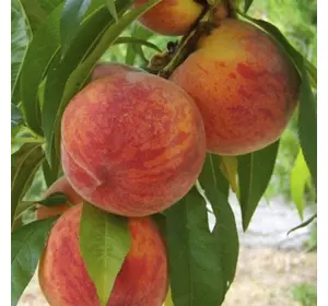 Саджанці персика «Посол світу» — 2-річний Садовий Розмай (шт)