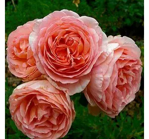 Саджанці троянд «Клерк Роуз» (англійський півоноїдний) ЗКС Садовий Розмай (шт)