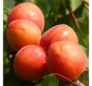 Саджанці абрикоса «Цунамі» - 1-річний Садовий Розмай (шт)