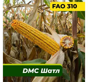 Насіння кукурудзи ДМС Шатл, ФАО 310 Маїс Дніпро (80 000 насінин)