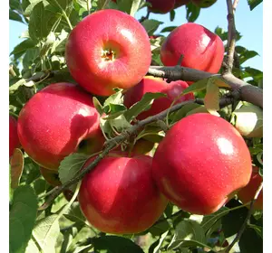 Саджанці яблуні «Моді» — 2-річний Садовий Розмай (шт)