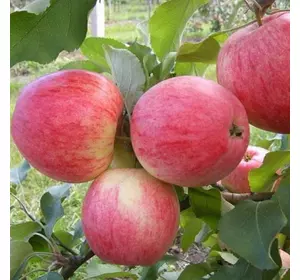 Саджанці яблуні «Джулія» — 1-річний Садовий Розмай (шт)