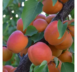 Саджанці абрикоса «Кіото» — 2-річний Садовий Розмай (шт)
